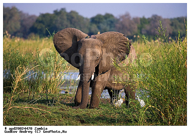 Loxodonta africana, ���������� ����, ������, ����� �������, ����, ������, �������, ������������ ����, ����, �������������, �����, �����, XYZ, ��������, Proboscidea, �������� ����, Elephas africanus, ��������, Elephantidae