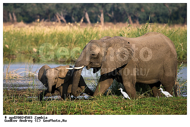 Loxodonta africana, ���������� ����, ������, ����� �������, ����, ������, �������, ������������ ����, ����, �������������, �����, �����, XYZ, ��������, Proboscidea, �������� ����, Elephas africanus, ��������, Elephantidae
