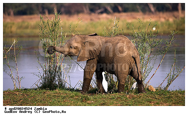 Loxodonta africana, ���������� ����, ������, ����� �������, ����, ������, �������, ������������ ����, ����, �������������, �����, �����, XYZ, ��������, Proboscidea, �������� ����, Elephas africanus, ��������, Elephantidae