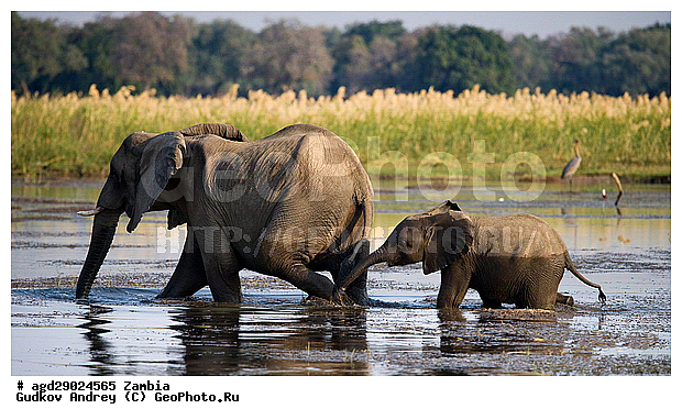 Loxodonta africana, ���������� ����, ������, ����� �������, ������, ����, ������, �������, ����, ������������ ����, ����, ����, ���������, �������������, �����, �����, XYZ, ��������, Proboscidea, �������� ����, Elephas africanus, ��������, Elephantidae
