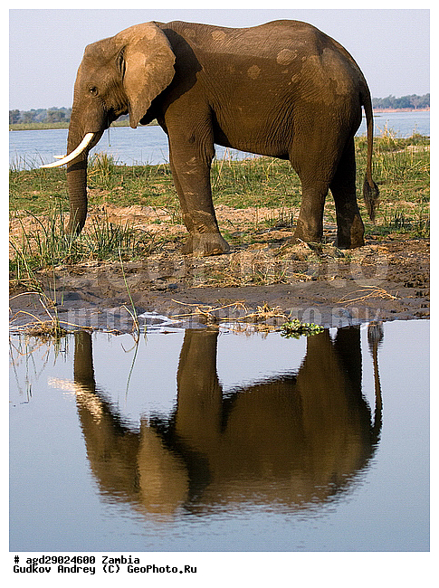 Loxodonta africana, ���������� ����, ������, ����� �������, ����, ������, �������, ������������ ����, ����, ��������, Elephantidae