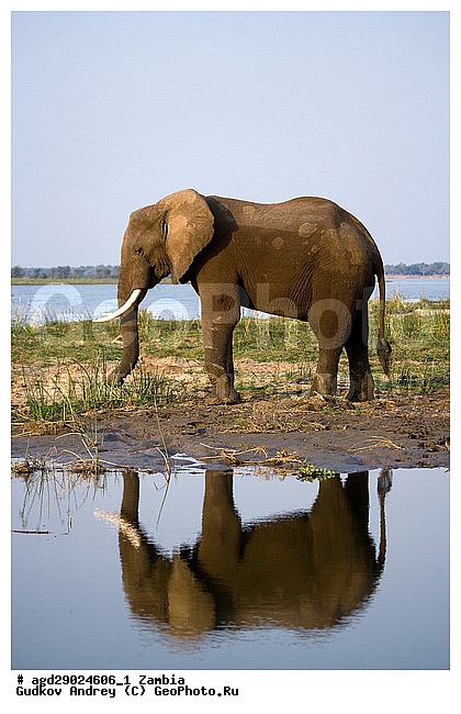 Loxodonta africana, ���������� ����, ������, ����� �������, ����, ������, �������, ������������ ����, ����, �������������, �����, �����, XYZ, ��������, Proboscidea, �������� ����, Elephas africanus, ��������, Elephantidae