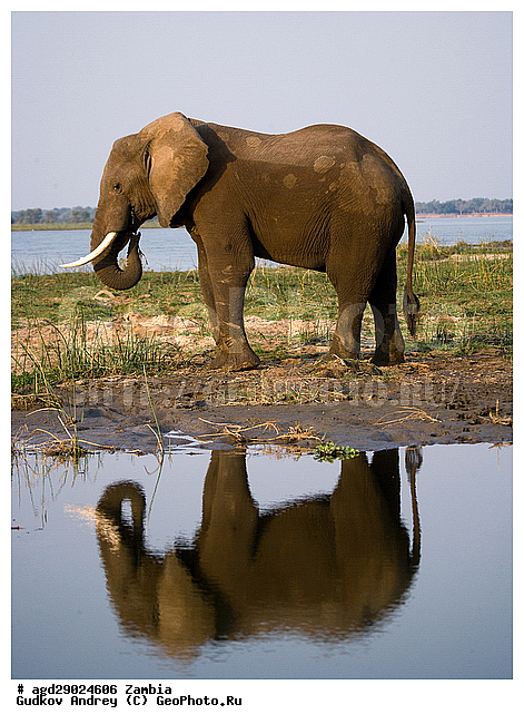 Loxodonta africana, ���������� ����, ������, ����� �������, ����, ������, �������, ������������ ����, ����, �������������, �����, �����, XYZ, ��������, Proboscidea, �������� ����, Elephas africanus, ��������, Elephantidae