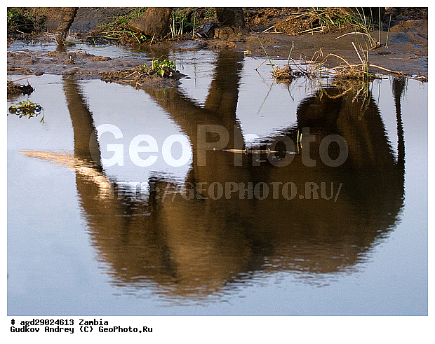 Loxodonta africana, ���������� ����, ������, ����� �������, ����, ������, �������, ������������ ����, ����, �������������, �����, �����, XYZ, ��������, Proboscidea, �������� ����, Elephas africanus, ��������, Elephantidae