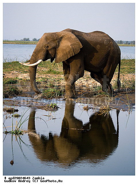 Loxodonta africana, ���������� ����, ������, ����� �������, ����, ������, �������, ������������ ����, ����, �������������, �����, �����, XYZ, ��������, Proboscidea, �������� ����, Elephas africanus, ��������, Elephantidae