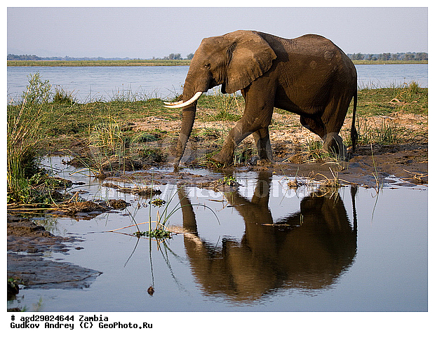 Loxodonta africana, ���������� ����, ������, ����� �������, ����, ������, �������, ������������ ����, ����, �������������, �����, �����, XYZ, ��������, Proboscidea, �������� ����, Elephas africanus, ��������, Elephantidae