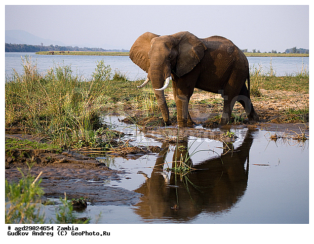 Loxodonta africana, ���������� ����, ������, ����� �������, ����, ������, �������, ������������ ����, ����, �������������, �����, �����, XYZ, ��������, Proboscidea, �������� ����, Elephas africanus, ��������, Elephantidae