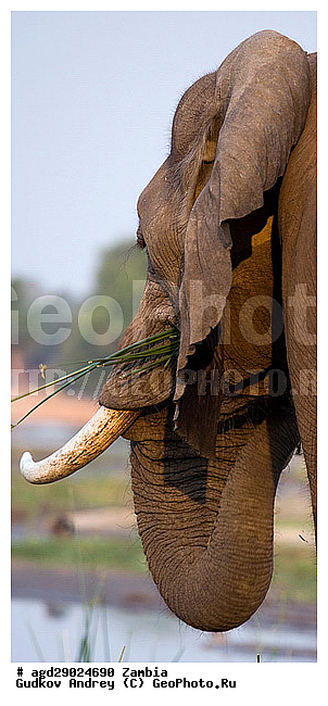 Loxodonta africana, ���������� ����, ������, ����� �������, ����, ������, �������, ������������ ����, ����, �������������, �����, �����, XYZ, ��������, Proboscidea, �������� ����, Elephas africanus, ��������, Elephantidae