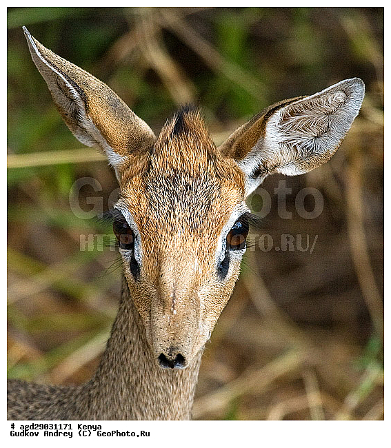 Neotragus pygmaeus, ���������� �������� ��� ���, �����, ������������ ���� �������, �������, ��������, ��������, �������������, �������������, �����, �����, XYZ, ���������, Bovidae, ������������ ������, Madoqua kirkii, Rhynchotragus kirkii, Neotragus kirki, ������������ ���������� �������, �����, ��������, ��������, �������������, �������������, �����, �����, XYZ, ���������, Bovidae, ������������ ������, Madoqua kirkii, Rhynchotragus kirkii, Neotragus kirki, ������������ ���������� �������, �����, ������������ ���-���