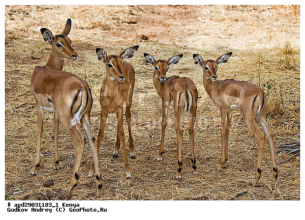 Aepyceros Melampus, �������� ������, �����, ��������, ������������ ���� �������, �������, ������������ ���������� �������, �����, ��������, ��������, �������������, �������������, �����, �����, XYZ, ���������, Bovidae, ������, ���������� ��������, Aepyceros melampus, Antilope melampus