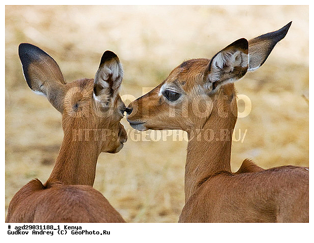 Aepyceros Melampus, �������� ������, �����, ��������, ������, ����, ������������ ���� �������, ����, �������, ���������, ������������ ���������� �������, �����, ��������, ��������, �������������, �������������, �����, �����, XYZ, ���������, Bovidae, ������, ���������� ��������, Aepyceros melampus, Antilope melampus