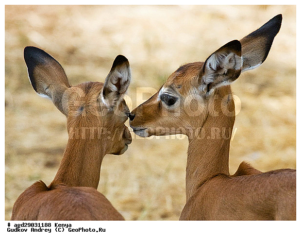 Aepyceros Melampus, �������� ������, �����, ��������, ������, ����, ������������ ���� �������, ����, �������, ���������, ������������ ���������� �������, �����, ��������, ��������, �������������, �������������, �����, �����, XYZ, ���������, Bovidae, ������, ���������� ��������, Aepyceros melampus, Antilope melampus