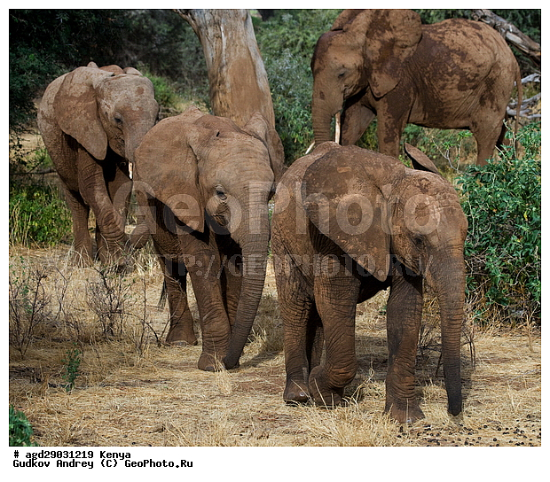 Loxodonta africana, �����, ����� ����, ������������ ���� ����� ����, ���������, �������, �������, �����, �����, �����, ��������, ��������, Elephantidae, ��������, ��������, �������������, �������������, �����, �����, XYZ, ��������, Proboscidea, �������� ����, Loxodonta africana, �����