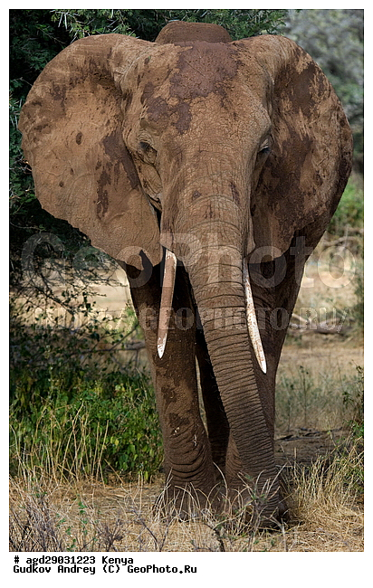 Loxodonta africana, �����, ����� ����, ������������ ���� ����� ����, ���������, �������, �����, �����, ��������, Elephantidae, ��������, ��������, �������������, �������������, �����, �����, XYZ, ��������, Proboscidea, �������� ����, Loxodonta africana, �����