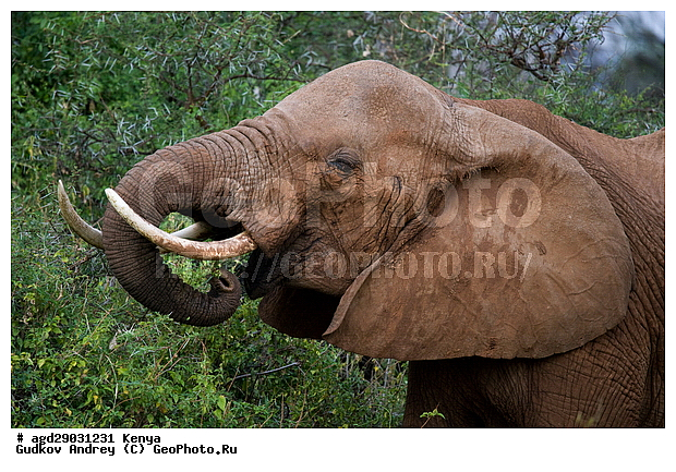Loxodonta africana, �����, ����� ����, ������������ ���� ����� ����, ���������, �������, �����, �����, ��������, Elephantidae, ��������, ��������, �������������, �������������, �����, �����, XYZ, ��������, Proboscidea, �������� ����, Loxodonta africana, �����