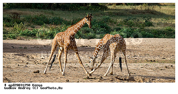 Giraffa cameleopardalis, ������, �����, ������������ ���� �������, �������, ������, ����, ������������ ����, ����, ���������, �������������, �����, �����, XYZ, ���������, Giraffidae, Giraffa camelopardalis
