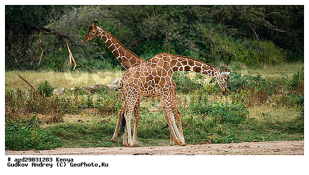 Giraffa cameleopardalis, ������, �����, ������������ ���� �������, �������, ������������ ����, �������������, �����, �����, XYZ, ���������, Giraffidae, Giraffa camelopardalis