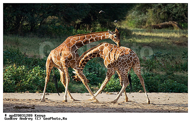 Giraffa cameleopardalis, ������, �����, ������������ ���� �������, �������, ������, ����, ������������ ����, ����, ���������, �������������, �����, �����, XYZ, ���������, Giraffidae, Giraffa camelopardalis