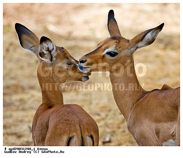 Aepyceros Melampus, �������� ������, �����, ��������, ������, ����, ������������ ���� �������, ����, �������, ���������, ������������ ���������� �������, �����, ��������, ��������, �������������, �������������, �����, �����, XYZ, ���������, Bovidae, ������, ���������� ��������, Aepyceros melampus, Antilope melampus