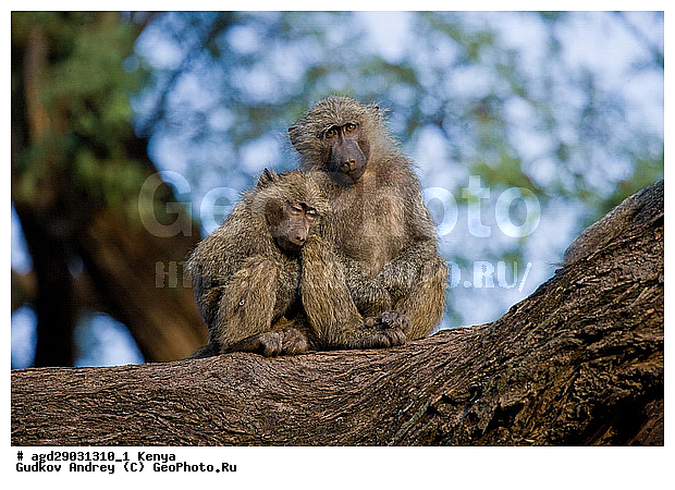 Kenya, National park Samburu, Samburu, monkey, ����� baboon, ������������ ���� �������, �������, ������, ������������ ����, ��������, ������������ ���������� �������, �����, ��������, ��������, �������������, �������������, �����, �����, XYZ, �����������, Cercopithecidae, ������ ������, ����������� ������, Papio anubis, ��������� ������