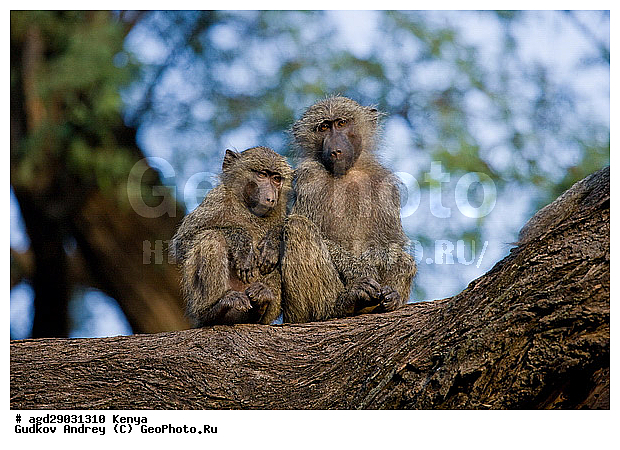 Kenya, National park Samburu, Samburu, monkey, ����� baboon, ������������ ���� �������, �������, ������, ������������ ����, ��������, ������������ ���������� �������, �����, ��������, ��������, �������������, �������������, �����, �����, XYZ, �����������, Cercopithecidae, ������ ������, ����������� ������, Papio anubis, ��������� ������