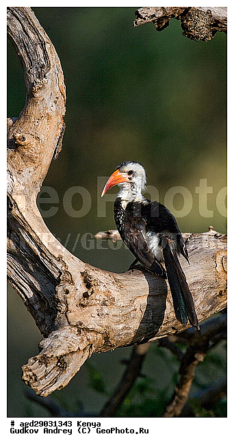 �����, ������������ ���� �������, ��������, ��������, �����, �����, ��������, �����������, XYZ, �����-��������, Bucerotidae, ����������� ����, ��������� ����, ������� ����, Tockus deckeni, ������������ ���������� �������, �����