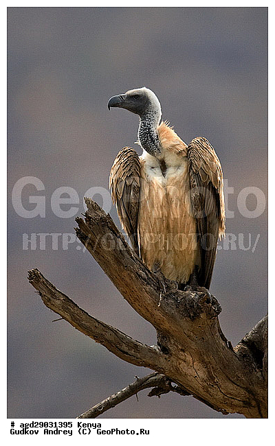 �����, �����, ������������ ���� �������, �������, ������, ������������ ����, ��������, ��������, ������ �����, ������ �����, ��������, �����������, XYZ, ����������, Accipitridae, ����������� ����, Gyps africanus, Pseudogyps africanus