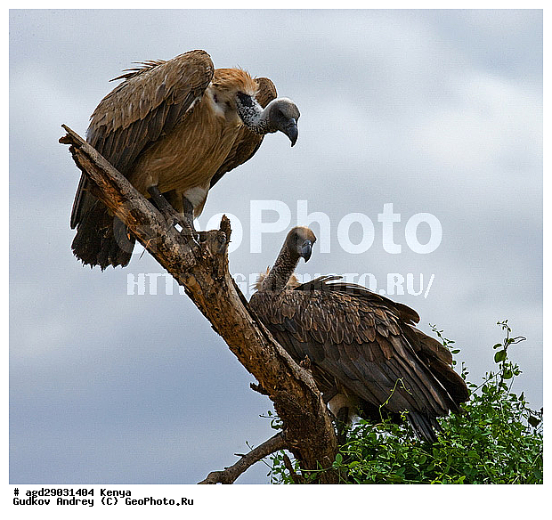 �����, �����, ������������ ���� �������, �������, ������, ����, ������, ������������ ����, ����, ���������, ��������, ��������, ������ �����, ������ �����, ��������, �����������, XYZ, ����������, Accipitridae, ����������� ����, Gyps africanus, Pseudogyps africanus