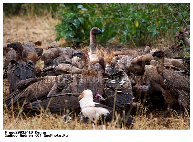 Gyps rueppellii (Gyps africanus), �����, ������, ������������ ���� ������, ����������, ������, ���, �������