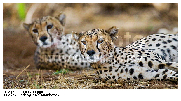 Acinonyx jubatus, �����, ������������ ���� �������, ����, �������, ������, ��������, ����, ����, ���������, �������������, �����, �����, XYZ, �������, Felidae, ������, Acinonyx jubatus