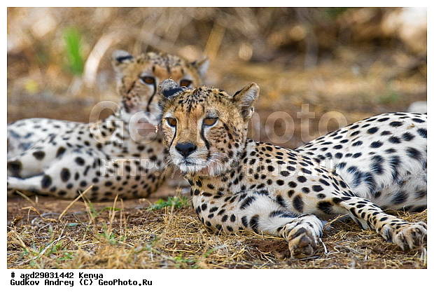 Acinonyx jubatus, �����, ������������ ���� �������, ����, �������, ������, ��������, ����, ����, ���������, �������������, �����, �����, XYZ, �������, Felidae, ������, Acinonyx jubatus