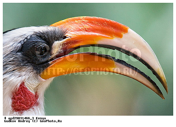 �����, ������������ ���� �������, ��������, ��������, �����, �����, ��������, �����������, XYZ, �����-��������, Bucerotidae, ����������� ����, ��������� ����, ������� ����, Tockus deckeni, ������������ ���������� �������, �����