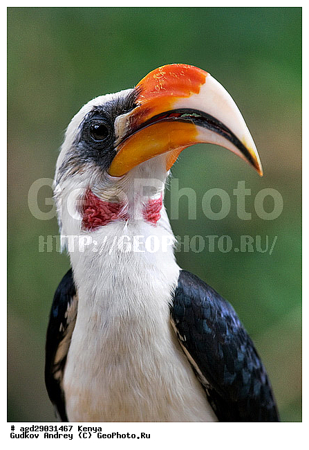 �����, ������������ ���� �������, ��������, ��������, �����, �����, ��������, �����������, XYZ, �����-��������, Bucerotidae, ����������� ����, ��������� ����, ������� ����, Tockus deckeni, ������������ ���������� �������, �����