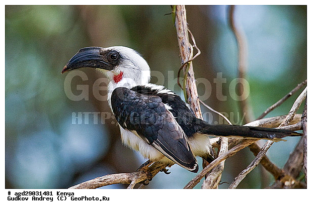 �����, ������������ ���� �������, ��������, ��������, �����, �����, ��������, �����������, XYZ, �����-��������, Bucerotidae, ����������� ����, ��������� ����, ������� ����, Tockus deckeni, ������������ ���������� �������, �����