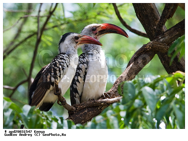 �����, ������������ ���� �������, ����, �������, ������, ����, ����, ���������, ��������, ��������, �����, �����, ��������, �����������, XYZ, �����-��������, Bucerotidae, ����������� ����, ��������� ����, ������� ����, Tockus deckeni, ������������ ���������� �������