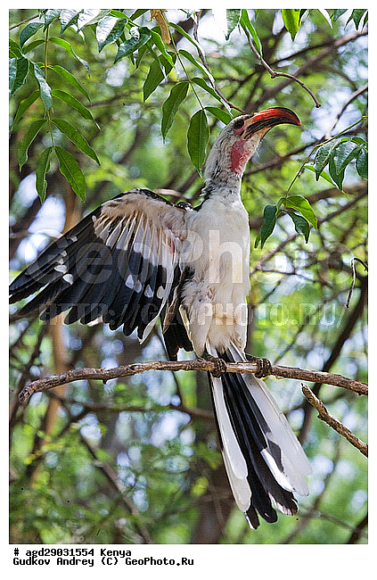 �����, ������������ ���� �������, ��������, ��������, �����, �����, ��������, �����������, XYZ, �����-��������, Bucerotidae, ����������� ����, ��������� ����, ������� ����, Tockus deckeni, ������������ ���������� �������, �����