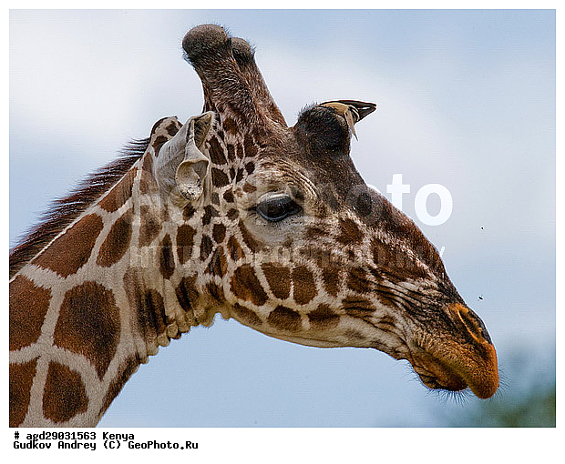 Giraffa cameleopardalis, ������, �����, ������������ ���� �������, �������, ������������ ����, �������������, �����, �����, XYZ, ���������, Giraffidae, Giraffa camelopardalis