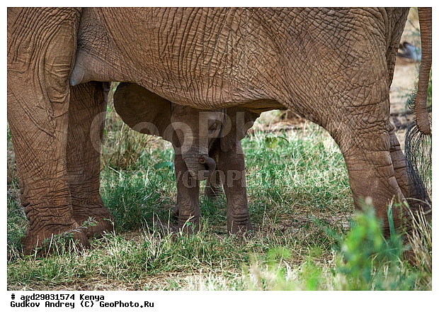 Loxodonta africana, �����, ����� ����, ������������ ���� ����� ����, ���������, �������, �����, �����, ��������, Elephantidae, ��������, ��������, �������������, �������������, �����, �����, XYZ, ��������, Proboscidea, �������� ����, Loxodonta africana, �����