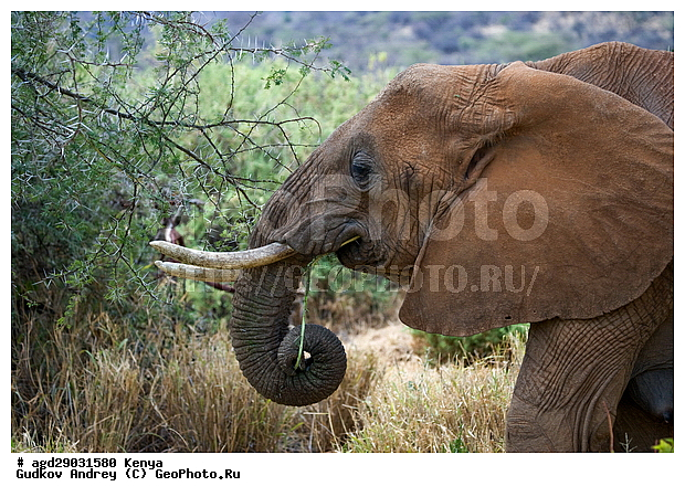 Loxodonta africana, �����, ����� ����, ������������ ���� ����� ����, ���������, �������, �����, �����, ��������, Elephantidae, ��������, ��������, �������������, �������������, �����, �����, XYZ, ��������, Proboscidea, �������� ����, Loxodonta africana, �����