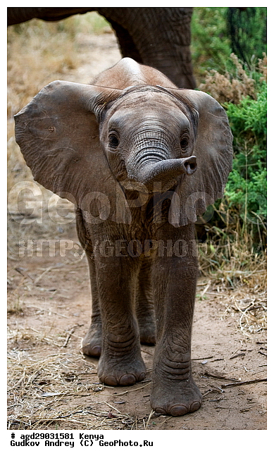 Loxodonta africana, �����, ����� ����, ������������ ���� ����� ����, ���������, �������, �����, �����, ��������, Elephantidae, ��������, ��������, �������������, �������������, �����, �����, XYZ, ��������, Proboscidea, �������� ����, Loxodonta africana, �����