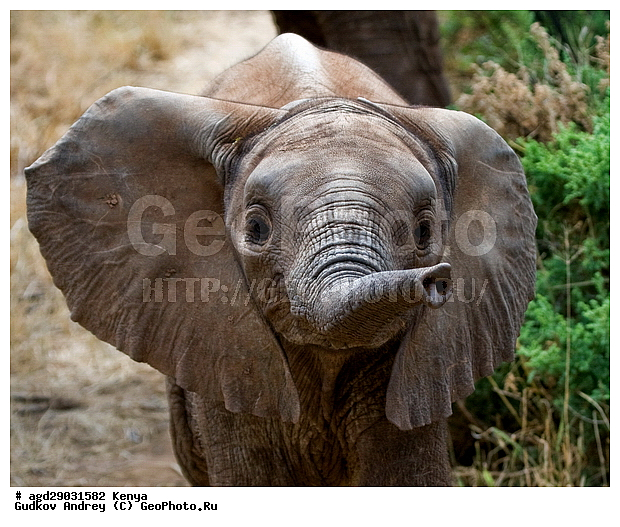 Loxodonta africana, �����, ����� ����, ������������ ���� ����� ����, ���������, �������, �����, �����, ��������, Elephantidae, ��������, ��������, �������������, �������������, �����, �����, XYZ, ��������, Proboscidea, �������� ����, Loxodonta africana, �����