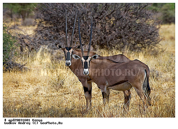 �����, ��������, ������, ����, ������������ ���� �������, ����, �������, ���������, ��������, ��������, �������������, �������������, �����, �����, XYZ, ���������, Bovidae, ����� �����, ������������������� �����, Oryx beisa, ������������ ���������� �������, �����