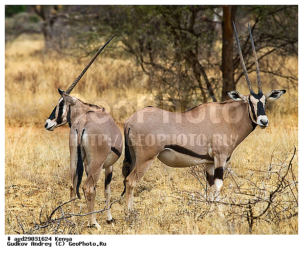 �����, ��������, ������������ ���� �������, �������, ��������, ��������, �������������, �������������, �����, �����, XYZ, ���������, Bovidae, ����� �����, ������������������� �����, Oryx beisa, ������������ ���������� �������, �����