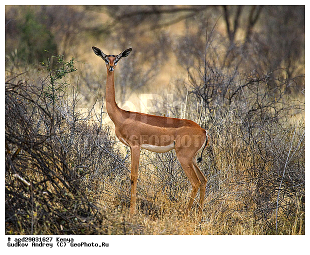 �����, ��������, ������������ ���� �������, �������, ������������ ���������� �������, �����, ��������, ��������, �������������, �������������, �����, �����, XYZ, ���������, Bovidae, �������, ��������� ������, Litocranius walleri