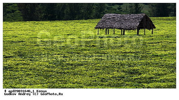 ������� �������� ������, �����, ������ ���������