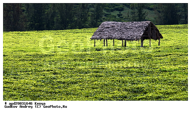 ������� �������� ������, �����, ������ ���������