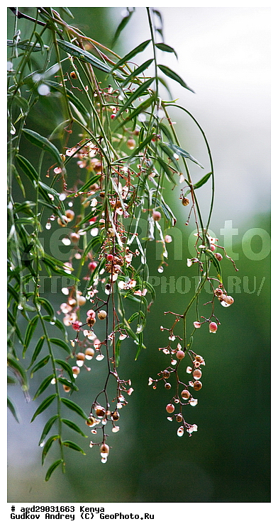 �����, ����� ����, ������������ ���� ����� ����, ����������� ��������, �����������