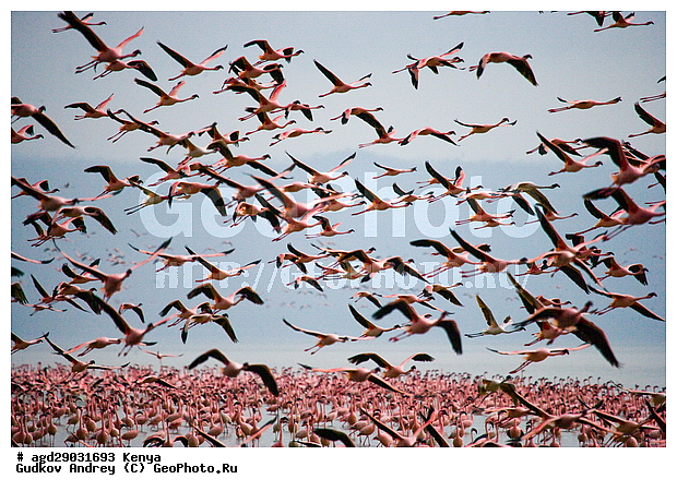 Phoeniconaias minor, �����, ������, ������������ ���� ������, ��������, �������� �����, �����, �����, �����, XYZ, �����������, Phoenicopteridae, ����� ��������, Phoeniconaias minor, Phoenicopterus minor