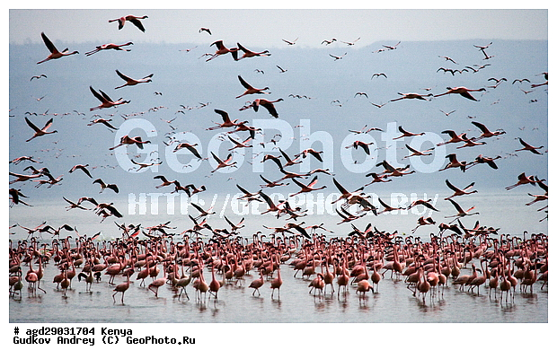 Phoeniconaias minor, �����, ������, ������������ ���� ������, ��������, �������� �����, �����, �����, �����, XYZ, �����������, Phoenicopteridae, ����� ��������, Phoeniconaias minor, Phoenicopterus minor