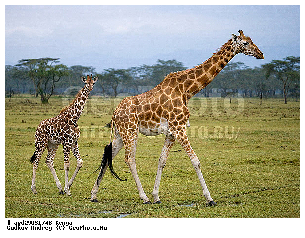 Giraffa cameleopardalis, ������, �����, ������������ ���� �������, �������, ������������ ����, �������������, �����, �����, XYZ, ���������, Giraffidae, Giraffa camelopardalis